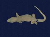 拉丁學名： em Hemidactylus frenatus /em 中文名稱：蝎虎英文名稱：Common house gecko