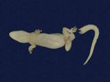 拉丁學名： em Hemidactylus frenatus /em 中文名稱：蝎虎英文名稱：Common house gecko