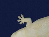 拉丁學名： em Hemidactylus frenatus /em 中文名稱：蝎虎英文名稱：Common house gecko