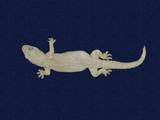 拉丁學名： em Hemidactylus frenatus /em 中文名稱：蝎虎英文名稱：Common house gecko