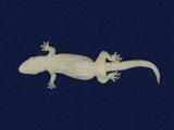 拉丁學名： em Hemidactylus frenatus /em 中文名稱：蝎虎英文名稱：Common house gecko