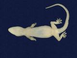 拉丁學名： em Hemidactylus frenatus /em 中文名稱：蝎虎英文名稱：Common house gecko