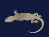 拉丁學名： em Hemidactylus frenatus /em 中文名稱：蝎虎英文名稱：Common house gecko