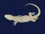 拉丁學名： em Hemidactylus frenatus /em 中文名稱：蝎虎英文名稱：Common house gecko