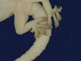 拉丁學名： em Hemidactylus frenatus /em 中文名稱：蝎虎英文名稱：Common house gecko