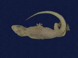 拉丁學名： em Hemidactylus frenatus /em 中文名稱：蝎虎英文名稱：Common house gecko