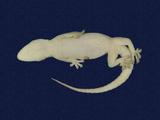 拉丁學名： em Hemidactylus frenatus /em 中文名稱：蝎虎英文名稱：Common house gecko