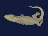 拉丁學名： em Hemidactylus frenatus /em 中文名稱：蝎虎英文名稱：Common house gecko