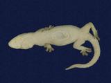 拉丁學名： em Hemidactylus frenatus /em 中文名稱：蝎虎英文名稱：Common house gecko