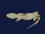 拉丁學名： em Hemidactylus frenatus /em 中文名稱：蝎虎英文名稱：Common house gecko