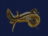 拉丁學名： em Sphenomorphus incogicaudata /em 中文名稱：股鱗蜓蜥英文名稱：South China forest skink