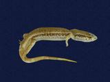 拉丁學名： em Sphenomorphus indicus /em 中文名稱：印度蜓蜥英文名稱：Indian forest skink