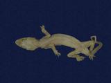 拉丁學名： em Hemidactylus frenatus /em 中文名稱：蝎虎英文名稱：Common house gecko