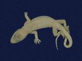 拉丁學名： em Hemidactylus frenatus /em 中文名稱：蝎虎英文名稱：Common house gecko