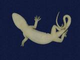 拉丁學名： em Hemidactylus frenatus /em 中文名稱：蝎虎英文名稱：Common house gecko