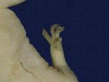 拉丁學名： em Gekko hokouensis /em 中文名稱：守宮英文名稱：Hekou s gecko