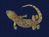 拉丁學名： em Gekko hokouensis /em 中文名稱：守宮英文名稱：Hekou s gecko