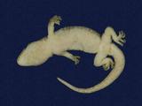 拉丁學名： em Gekko hokouensis /em 中文名稱：守宮英文名稱：Hekou s gecko