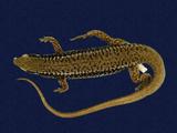 拉丁學名： em Sphenomorphus incogicaudata /em 中文名稱：股鱗蜓蜥英文名稱：South China forest skink