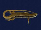 拉丁學名： em Sphenomorphus incogicaudata /em 中文名稱：股鱗蜓蜥英文名稱：South China forest skink