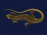 拉丁學名： em Sphenomorphus incogicaudata /em 中文名稱：股鱗蜓蜥英文名稱：South China forest skink