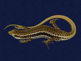 拉丁學名： em Sphenomorphus incogicaudata /em 中文名稱：股鱗蜓蜥英文名稱：South China forest skink