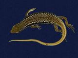 拉丁學名： em Sphenomorphus incogicaudata /em 中文名稱：股鱗蜓蜥英文名稱：South China forest skink