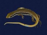 拉丁學名： em Sphenomorphus incogicaudata /em 中文名稱：股鱗蜓蜥英文名稱：South China forest skink