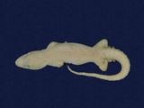 拉丁學名： em Hemidactylus frenatus /em 中文名稱：蝎虎英文名稱：Common house gecko