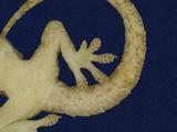 拉丁學名： em Hemidactylus frenatus /em 中文名稱：蝎虎英文名稱：Common house gecko