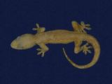 拉丁學名： em Hemidactylus frenatus /em 中文名稱：蝎虎英文名稱：Common house gecko