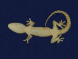 拉丁學名： em Hemidactylus frenatus /em 中文名稱：蝎虎英文名稱：Common house gecko