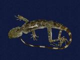 拉丁學名： em Japalura swinhonis /em 中文名稱：斯文豪氏攀蜥英文名稱：Swinhoe’s tree lizard