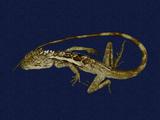 拉丁學名： em Japalura swinhonis /em 中文名稱：斯文豪氏攀蜥英文名稱：Swinhoe’s tree lizard