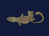 拉丁學名： em Hemidactylus frenatus /em 中文名稱：蝎虎英文名稱：Common house gecko