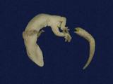 拉丁學名： em Hemidactylus frenatus /em 中文名稱：蝎虎英文名稱：Common house gecko