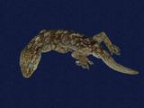 拉丁學名： em Gekko hokouensis /em 中文名稱：守宮英文名稱：Hekou s gecko