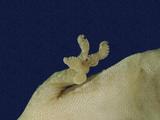 拉丁學名： em Gekko hokouensis /em 中文名稱：守宮英文名稱：Hekou s gecko