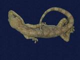 拉丁學名： em Gekko hokouensis /em 中文名稱：守宮英文名稱：Hekou s gecko