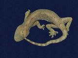 拉丁學名： em Gekko hokouensis /em 中文名稱：守宮英文名稱：Hekou s gecko