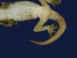 拉丁學名： em Hemidactylus frenatus /em 中文名稱：蝎虎英文名稱：Common house gecko