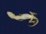 拉丁學名： em Hemidactylus frenatus /em 中文名稱：蝎虎英文名稱：Common house gecko