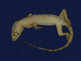 拉丁學名： em Hemidactylus frenatus /em 中文名稱：蝎虎英文名稱：Common house gecko