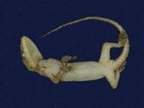 拉丁學名： em Hemidactylus frenatus /em 中文名稱：蝎虎英文名稱：Common house gecko