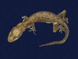 拉丁學名： em Gekko hokouensis /em 中文名稱：守宮英文名稱：Hekou s gecko