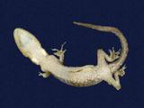 拉丁學名： em Gekko hokouensis /em 中文名稱：守宮英文名稱：Hekou s gecko