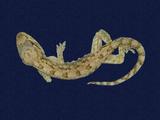 拉丁學名： em Gekko hokouensis /em 中文名稱：守宮英文名稱：Hekou s gecko