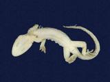 拉丁學名： em Gekko hokouensis /em 中文名稱：守宮英文名稱：Hekou s gecko