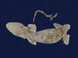 拉丁學名： em Gekko hokouensis /em 中文名稱：守宮英文名稱：Hekou s gecko