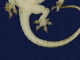 拉丁學名： em Hemidactylus frenatus /em 中文名稱：蝎虎英文名稱：Common house gecko